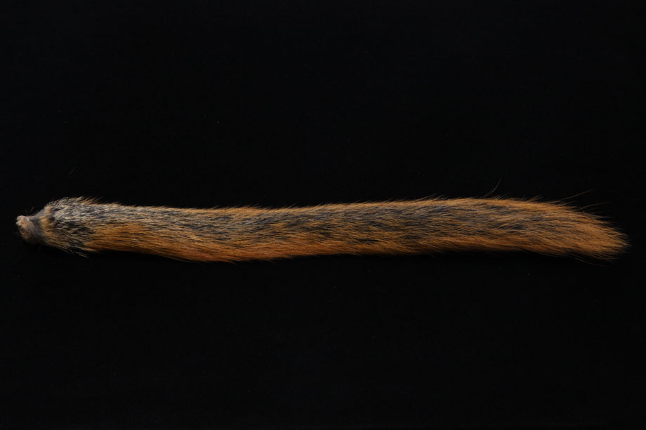 natural fox
