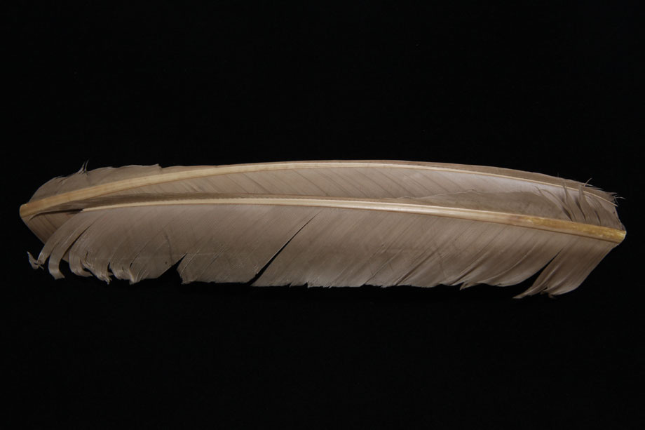 callibaetis