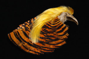 Golden Pheasant Head-0