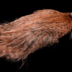 grizzly salmon