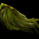 pardo dyed fluo green
