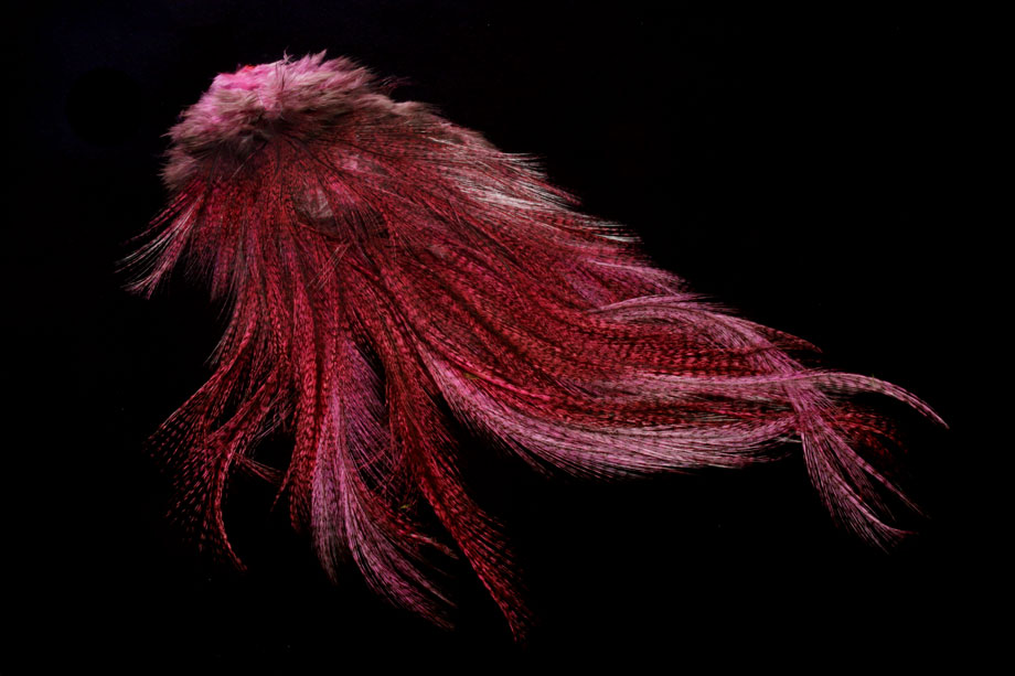 pardo dyed pink