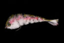 Chocklett's Micro Changer baby rainbow trout