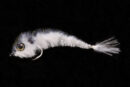 Chocklett's Micro Changer baby shad