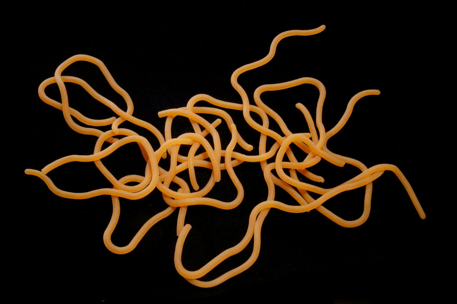 worm tan