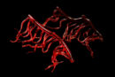 Mini Squiggle Worms