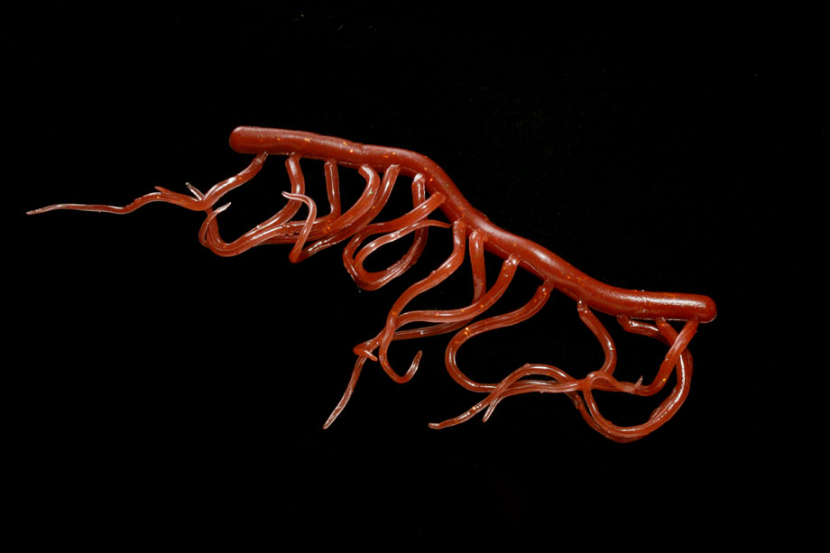 worm brown
