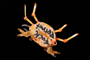 Fck Permit Floating Crab